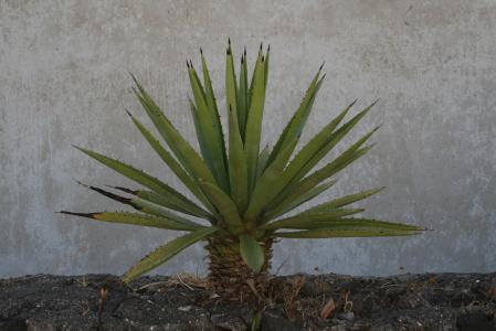 斯特龙博利火山, 植物, 墙上