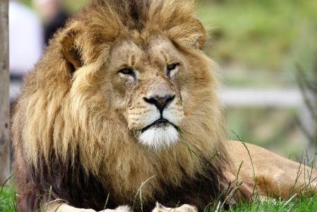 狮子, 大, 猫, 野生动物, 野生, 食肉动物, 猫科动物