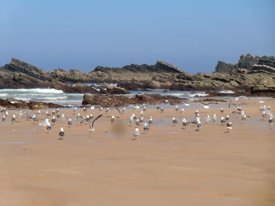 海滩, amalia, 阿连特茹, 鸟类, 海鸥, 鸟, 动物