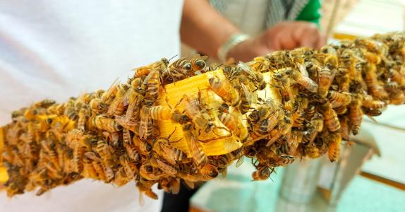 蜜蜂, 蜜蜂, 蜂蜜, 蜜蜂, 蜡, 蜂巢, 框架