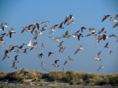 海鸥, 沙丘, 海鸟, 鸟类, 鸟, 自然, 野生动物