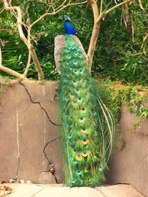 孔雀, 颜色, 多彩, 蓝色, 绿色, 鸟, 优雅