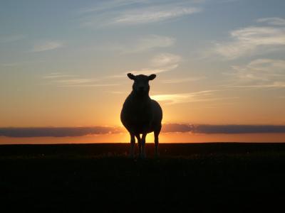 日落, 羊, 堤防, nordfriesland, 北海