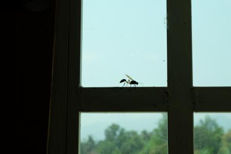 昆虫, 宏观, bug, 自然, 窗口, 黄蜂, 剪影
