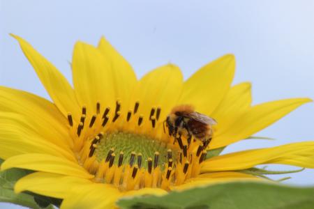 波登, 自然, 黄色的花, 牧草, 觅食, 蜜蜂, 黄色