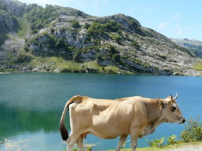 母牛, 景观, 湖