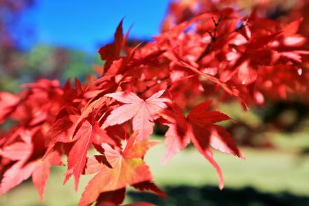 红色, 叶子, 秋天, 赛季, 自然, 10 月, 叶子