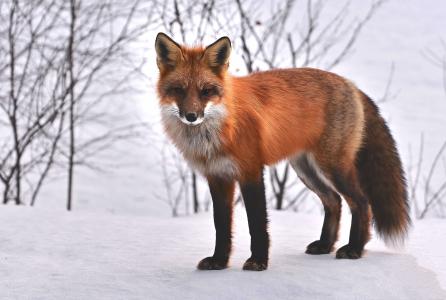 狐狸, 自然, 动物, roux, 动物群, 野生动物, 雪