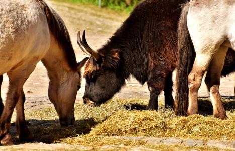 牛, 牛肉, 马, 动物, 动物世界, 野生动物摄影, tierpark 已经