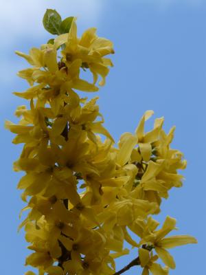 连翘, 金丁香, 金色的铃铛, 一种观赏灌木, 开花, 绽放, 植物