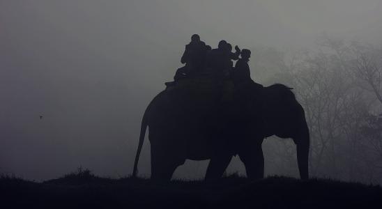 关闭, 照片, 剪影, 人, 骑, 大象, 雾