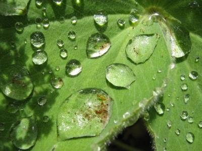水一滴, 植物, 叶, 雨, 荷叶效应