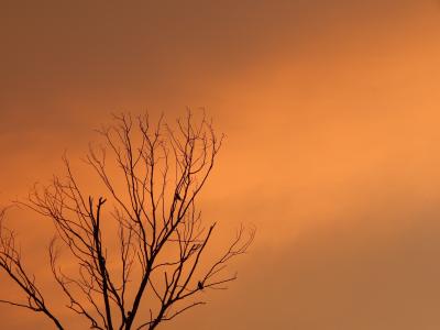 日落, 死亡树, 树上的鸟儿