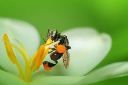 蜜蜂, 昆虫, 宏观, 蜂蜜蜂, 动物, 蜜蜂, 工作