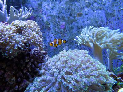 珊瑚, 珊瑚礁, 白邓加李, 热带鱼, 在海里, 美