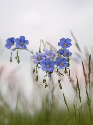 花, 蓝色, 草甸, 春天, 莱恩, 自然, 草