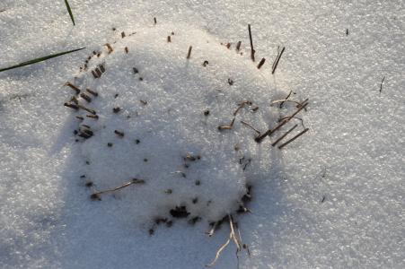 雪, 冬天, 植物, 白色, 自然, 死, 弗罗斯特