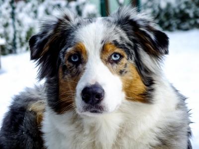 狗, 澳大利亚牧羊犬, 芸石色, 动物的画像, 宠物, 雪
