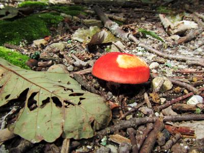 蘑菇, 自然, 伍兹, 秋天, 红色, 真菌, 叶子