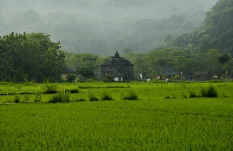 景观, 寺, 大米, 绿色, 薄雾, 早上, 字段