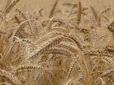 小麦, 穗状花序, 麦田, 谷物, 小麦穗, 粮食, 字段