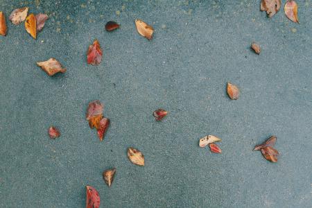 干, 叶子, 绿色, 表面, 地面, 路面, 秋天