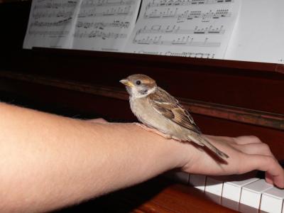 麻雀, 鸟, 动物, 温柔, 音乐
