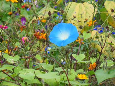 vetches, 花, 蓝色, 自然, 花草甸, 叶, 植物