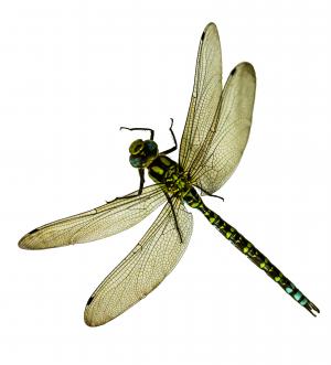 昆虫, 蜻蜓, 关闭, 宏观, 翼, 蓑, 衣架