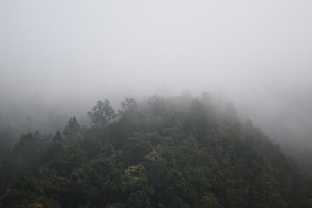 有雾, 森林, 山, 自然, 树木, 雾, 雾
