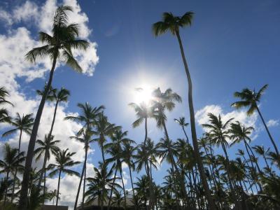 棕榈树, 加勒比海, 多米尼加共和国, 假日, 天堂