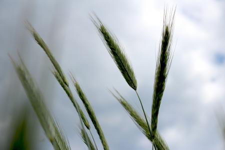 草, 天空, 科罗拉多州, 自然, 甘蔗, 在夏季时间, 农村