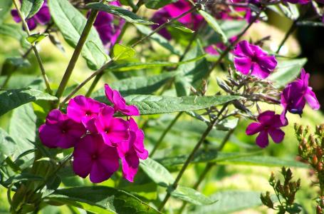 夹竹桃, 花, 紫色的小花, 自然, 紫罗兰色, 植物, 夏季