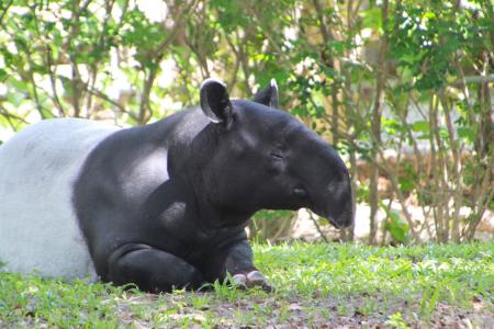 貘, 动物, tapirus, 哺乳动物, 鼻子, 南美貘, 动物园