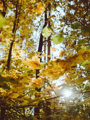 树木, 秋天, 秋天, 森林, 伍兹, 户外, 自然