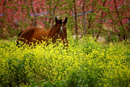 马, 花, 花, 颜色, 自然, 颜色, 开花