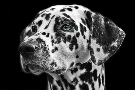 斑点狗, 狗, 动物, 头, 动物的画像, 狗的品种, 黑色和白色