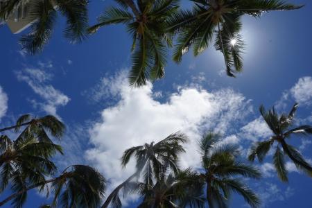 棕榈, 树木, 天空, 棕榈树, 棕榈树, 热带, 夏季