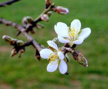 杏仁花, 开花, 盛开的杏仁枝, 春天, 花园