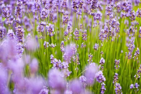 熏衣草, 背景, 紫色, 春天, 夏季, 自然, 自然