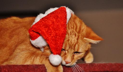 猫, 红色, 圣诞节, 圣诞老人的帽子, 有趣, 可爱, 马鲛鱼