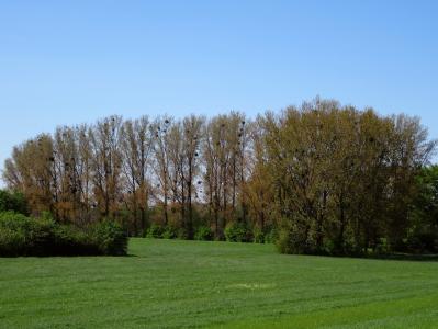 罂粟家在莱茵河, 槲寄生, 树木, 春天, monheim am 大黄酸, 堤防, 莱茵河