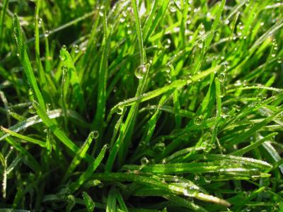 杂草, 绿色, 水一滴, 晨露, 水, 光, 大津公园