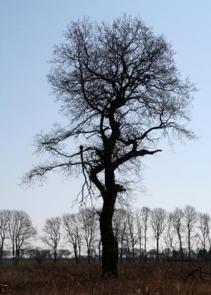 vemmetofte, 公园, 橡树, 剪影, 冬季的一天, 木材, 孤独