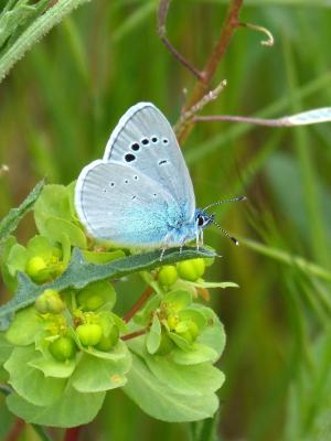 蓝色的蝴蝶, blaveta, polyommatus 伊卡洛斯, 昆虫, 自然, 蝴蝶-昆虫, 动物
