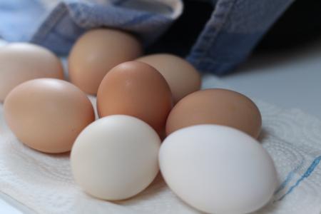 鸡蛋, 食品, 鸡蛋, 新鲜鸡蛋, 棕色的鸡蛋, 自然, 早餐