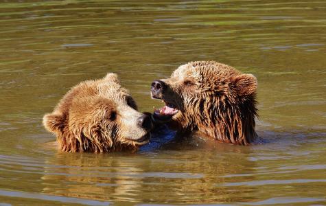 熊, 水, 戏剧, 动物世界, 动物, 捕食者种类, 棕色的熊