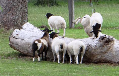 羊, 羔羊, 羊群, 农场, 农业, 牲畜, 动物