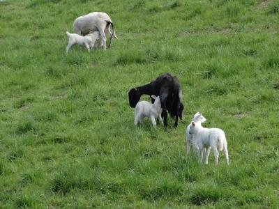 羔羊, 羊, 哺乳动物, 嬉戏, 荷兰, 年轻, 牛