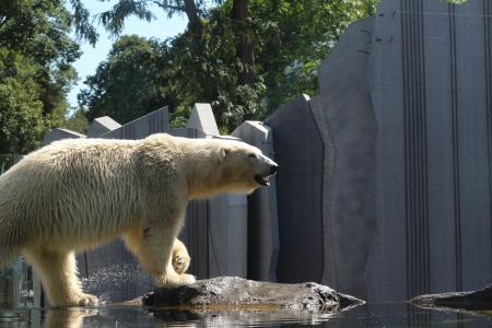 北极熊, 熊, 动物园, 维也纳动物园, 捕食者, 哺乳动物, 野生动物
